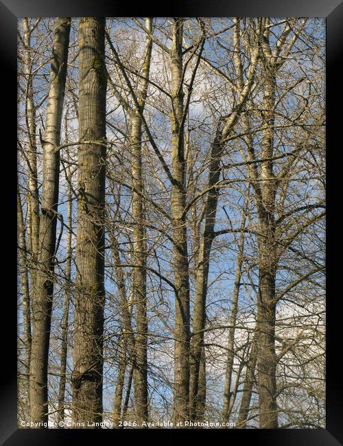 Cottonwoods along the Fraser Framed Print by Chris Langley