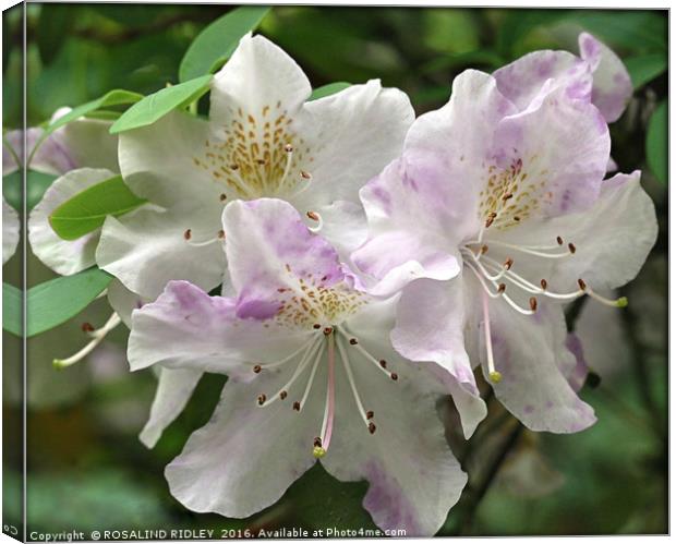 "RHODODENDRON LILAC AND WHITE" Canvas Print by ROS RIDLEY