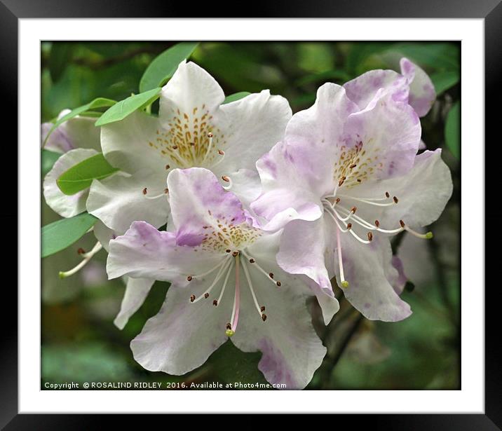 "RHODODENDRON LILAC AND WHITE" Framed Mounted Print by ROS RIDLEY