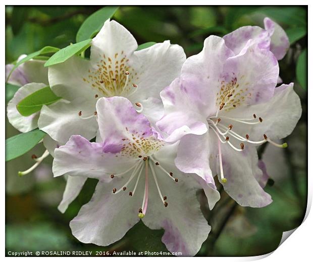 "RHODODENDRON LILAC AND WHITE" Print by ROS RIDLEY