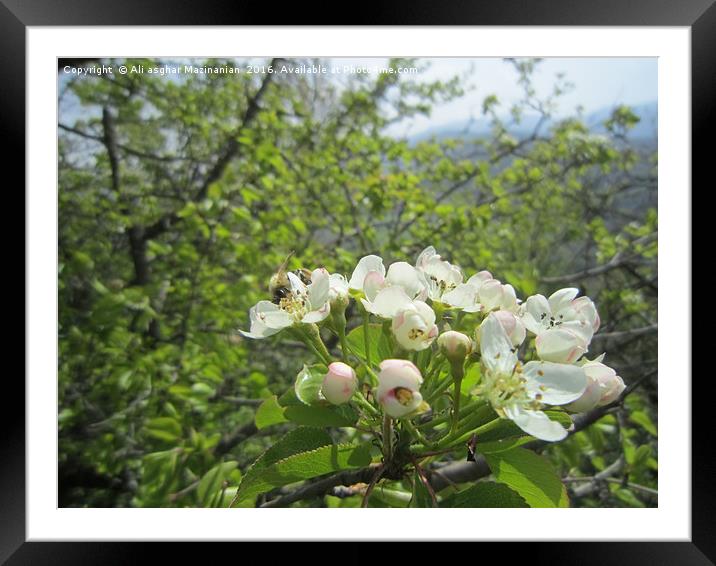 Pearl's blossems and bee Framed Mounted Print by Ali asghar Mazinanian