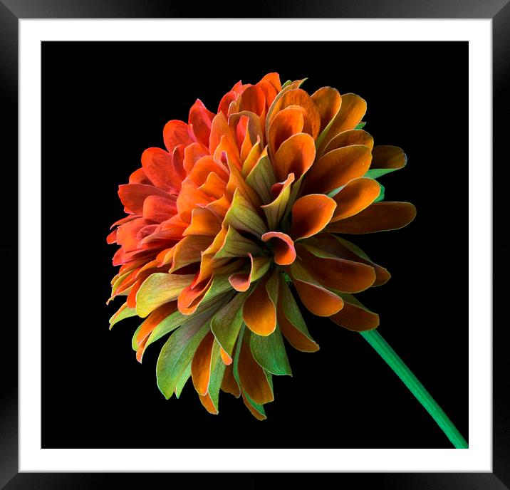 Orange and Green Zinnia  Framed Mounted Print by Jim Hughes