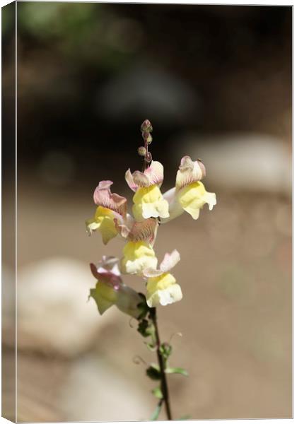 Snapdragon flower yellow on a blurry background Canvas Print by Adrian Bud