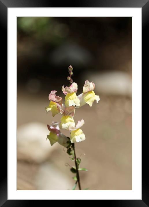 Snapdragon flower yellow on a blurry background Framed Mounted Print by Adrian Bud