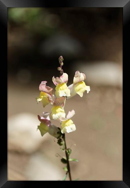 Snapdragon flower yellow on a blurry background Framed Print by Adrian Bud