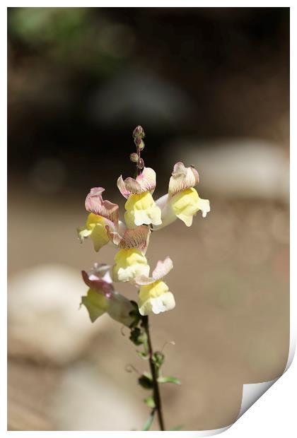 Snapdragon flower yellow on a blurry background Print by Adrian Bud