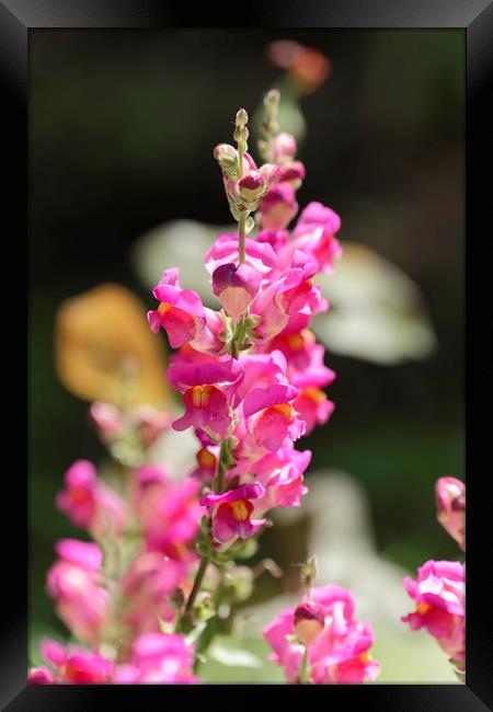 Snapdragon flower magenta on blurry background Framed Print by Adrian Bud