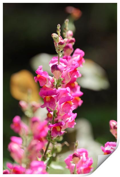 Snapdragon flower magenta on blurry background Print by Adrian Bud
