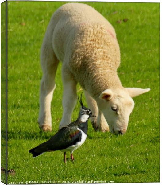 "THE LAPWING AND THE LAMB" Canvas Print by ROS RIDLEY