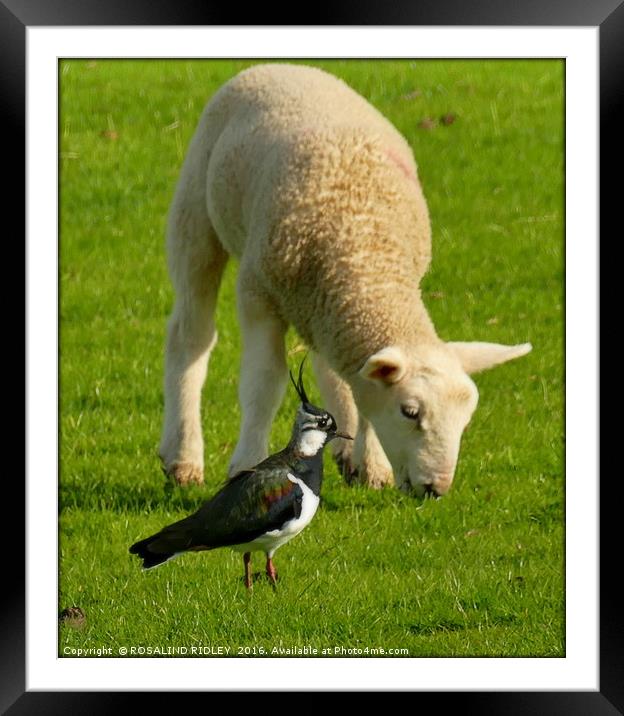 "THE LAPWING AND THE LAMB" Framed Mounted Print by ROS RIDLEY
