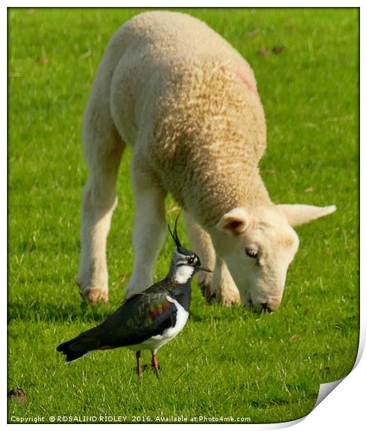 "THE LAPWING AND THE LAMB" Print by ROS RIDLEY