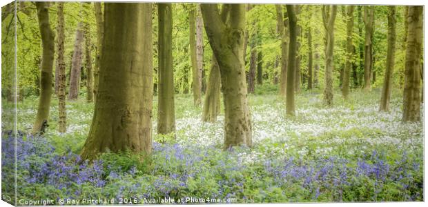 Bluebells And Wild Garlic  Canvas Print by Ray Pritchard