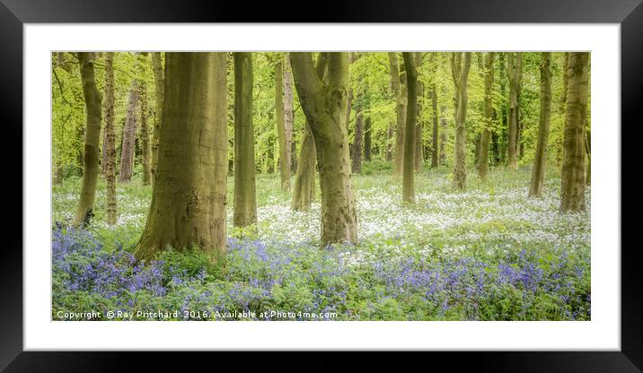 Bluebells And Wild Garlic  Framed Mounted Print by Ray Pritchard