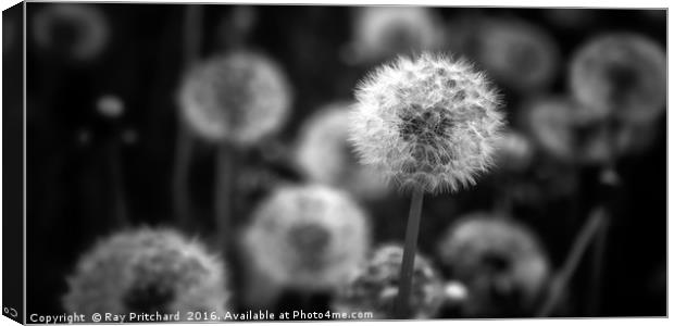 Dandelions Canvas Print by Ray Pritchard