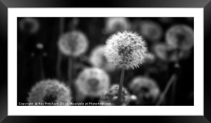 Dandelions Framed Mounted Print by Ray Pritchard
