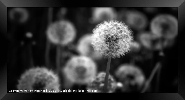 Dandelions Framed Print by Ray Pritchard