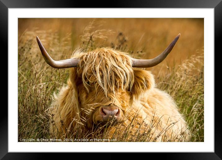 Highland Cattle Framed Mounted Print by Chris Willman