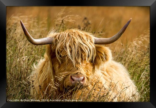 Highland Cattle Framed Print by Chris Willman