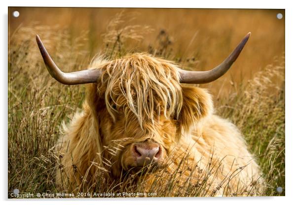 Highland Cattle Acrylic by Chris Willman