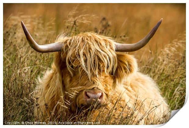 Highland Cattle Print by Chris Willman