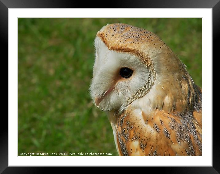 Gentle Barn Owl - Tyto alba Framed Mounted Print by Susie Peek