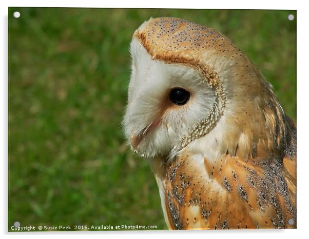 Gentle Barn Owl - Tyto alba Acrylic by Susie Peek
