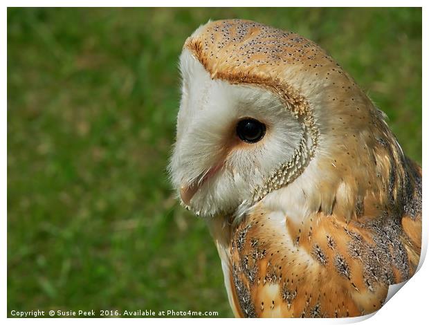 Gentle Barn Owl - Tyto alba Print by Susie Peek
