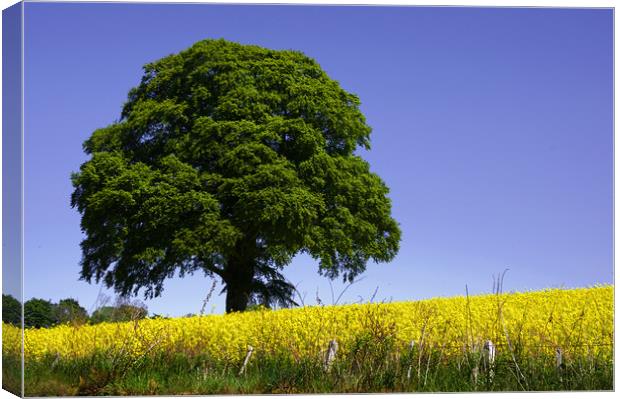 Blue and Yellow  Canvas Print by Jacqi Elmslie