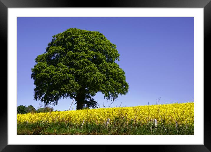 Blue and Yellow  Framed Mounted Print by Jacqi Elmslie