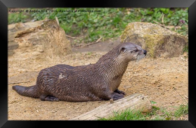 Otter Framed Print by Angela Aird