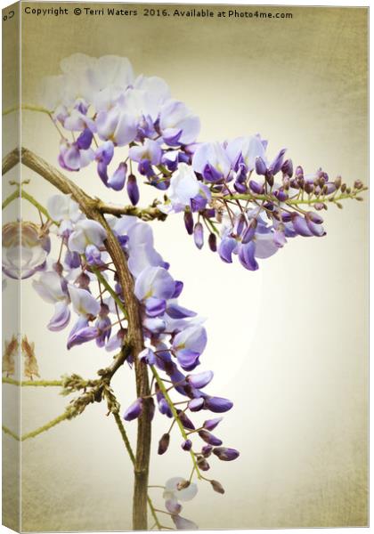 Wisteria  Canvas Print by Terri Waters