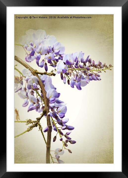 Wisteria  Framed Mounted Print by Terri Waters