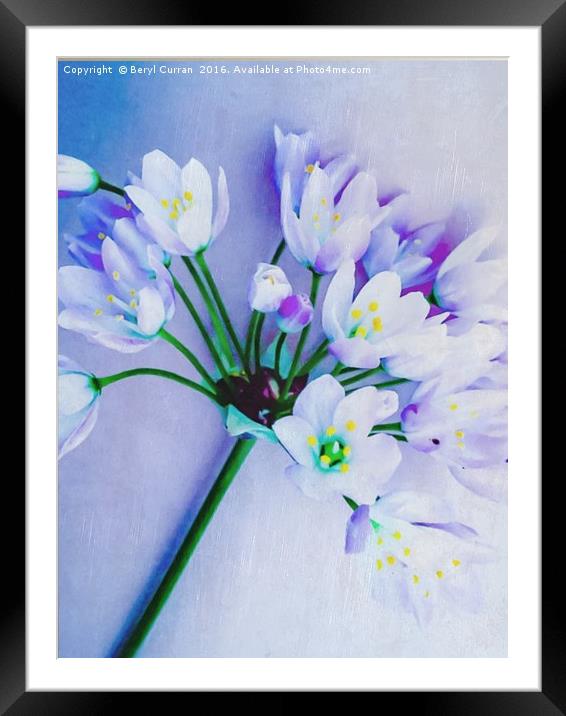 Fragrant Wild Garlic Blossoms Framed Mounted Print by Beryl Curran