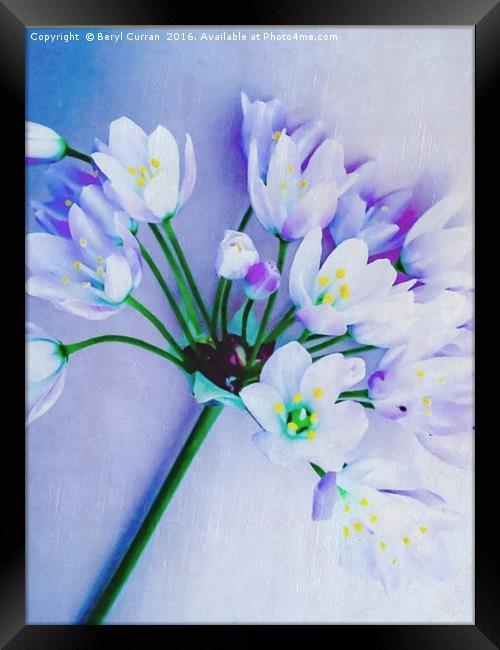 Fragrant Wild Garlic Blossoms Framed Print by Beryl Curran