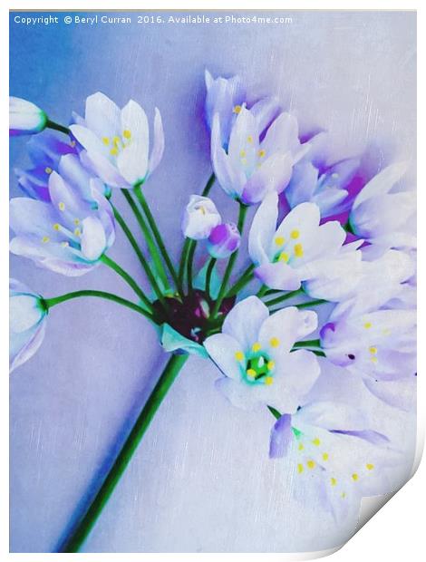 Fragrant Wild Garlic Blossoms Print by Beryl Curran