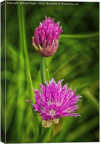 Flowering chives Canvas Print by Brian Fagan