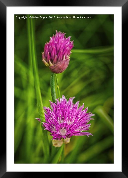 Flowering chives Framed Mounted Print by Brian Fagan