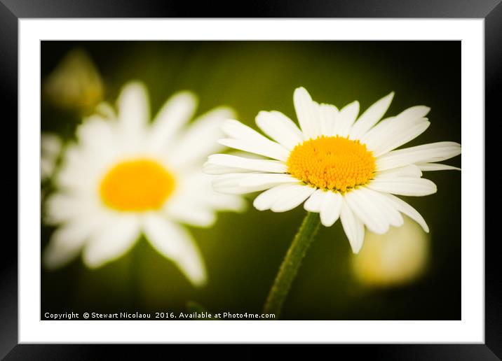 Beautiful Wild Daisy's  Framed Mounted Print by Stewart Nicolaou