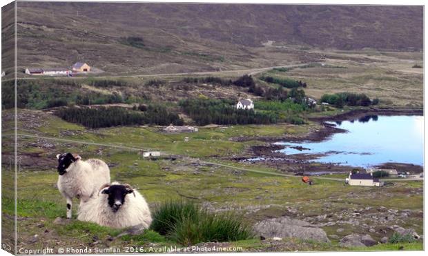 Harris Sheep at Loch Seaforth Canvas Print by Rhonda Surman