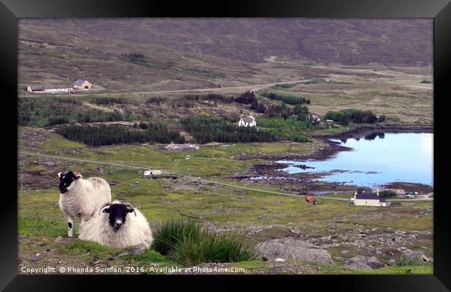 Harris Sheep at Loch Seaforth Framed Print by Rhonda Surman