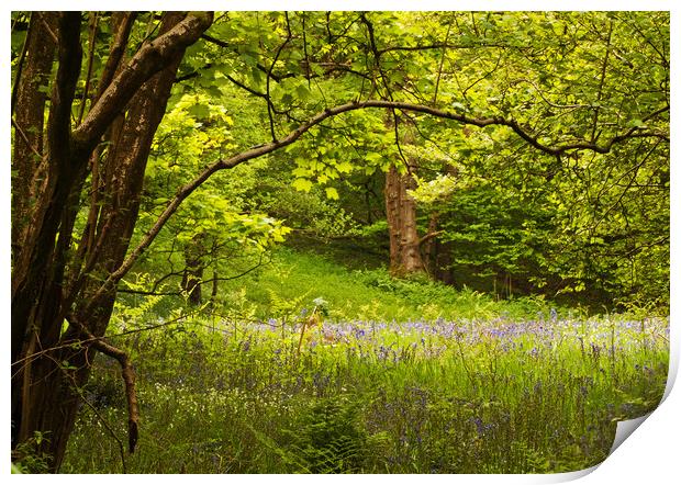 The Last of the Bluebells Print by David McCulloch