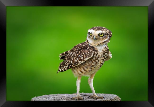Burrowing owl (Athene cunicularia) Framed Print by chris smith