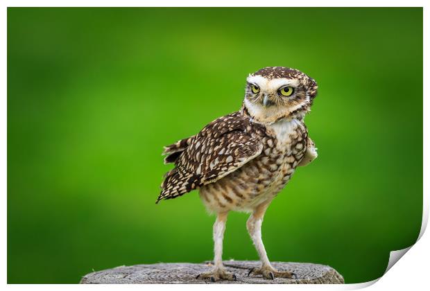 Burrowing owl (Athene cunicularia) Print by chris smith