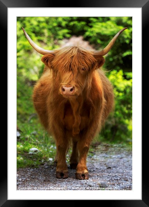 Highland cattle Framed Mounted Print by Thomas Herzog