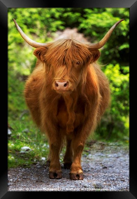 Highland cattle Framed Print by Thomas Herzog