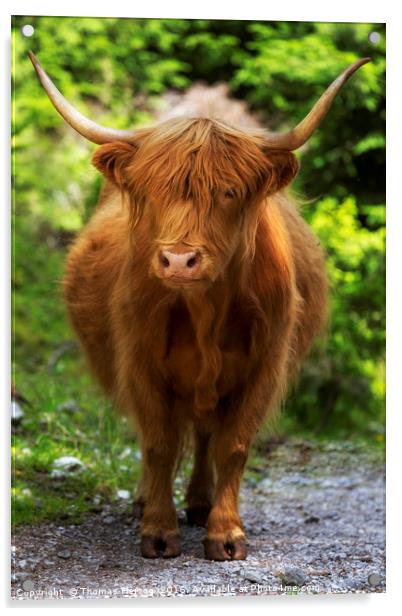 Highland cattle Acrylic by Thomas Herzog