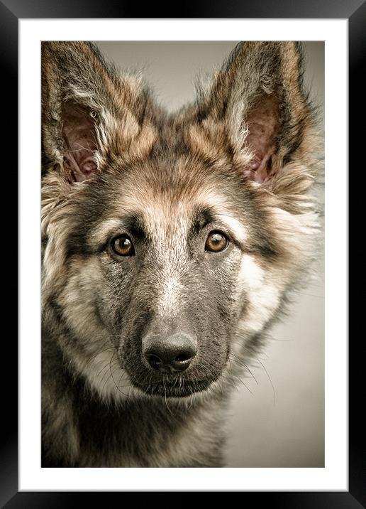 Who me ? Framed Mounted Print by tony golding