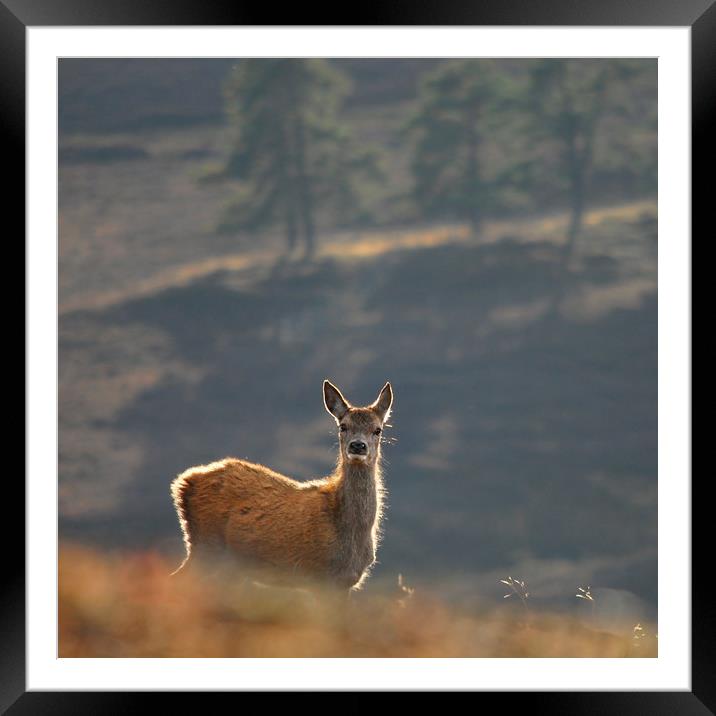 Red Deer Calf Framed Mounted Print by Macrae Images
