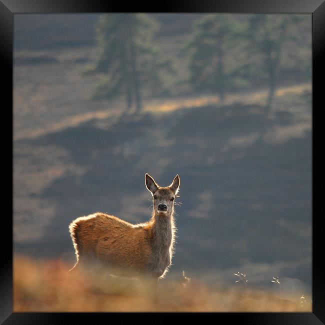 Red Deer Calf Framed Print by Macrae Images