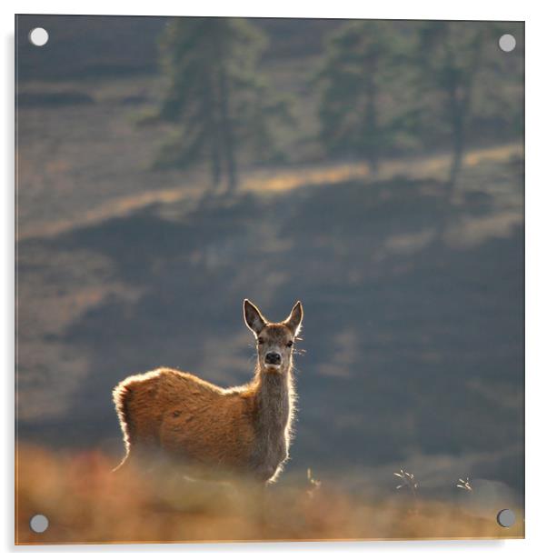 Red Deer Calf Acrylic by Macrae Images